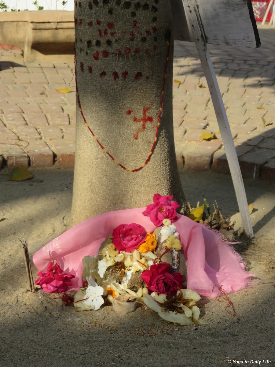 worship beneath the bitter almond tree Pongamia minnata 72dpi 1200 wm